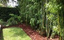 Những không gian sân vườn đẹp nhờ khéo trồng tre