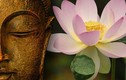 Bốn chân lý về hạnh phúc thực sự của đức Phật 