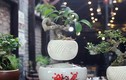 Kinh ngạc xem ‎siêu phẩm bonsai bay giữa Hà thành