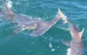 Kinh ngạc: Cá mập búa cướp con mồi của ngư dân