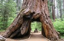 Nuối tiếc cây khổng lồ sống 10 thế kỷ bị bão quật đổ