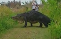 Cá sấu khổng lồ thản nhiên băng qua đường ở Florida