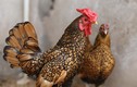 Chiêm ngưỡng trại gà “độc”, lạ nhất Việt Nam