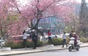 Hoa không nở, Đà Lạt hủy bỏ lễ hội hoa mai Anh Đào