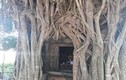 Kỳ bí ngôi miếu cổ được cây khổng lồ bao bọc hàng trăm năm