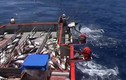 Choáng màn câu cá ngừ “siêu tốc” của ngư dân Australia