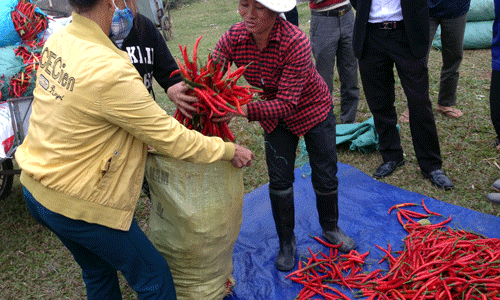 Ớt cay Khánh Dương “lên hương”