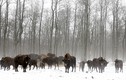 Vương quốc động vật hoang dã ở vùng phóng xạ Chernobyl