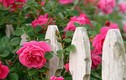 Cách trồng hoa hồng leo bằng hạt ra hoa cực nhanh