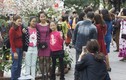 Lễ hội hoa anh đào HN: Anh đào Nhật kém sắc so với…hoa mận?