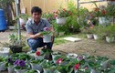 Thuê đất trồng hoa “mini”, kiếm 10 triệu đồng/tháng