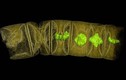 Tìm thấy hóa thạch thực vật cổ xưa nhất trên Trái Đất