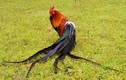 “Đại gia” Việt ráo riết săn giống gà đuôi dài trên 7 m 