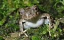 Phát hiện một loài ếch đá mới ở Việt Nam