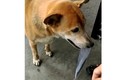 Chú chó giúp chủ nghèo bán vé số ở Cà Mau