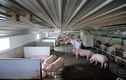 Trang trại hạnh phúc cho những con lợn nái 