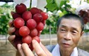 Loạt trái cây Nhật Bản giá "khủng" bán không xuể ở Việt Nam