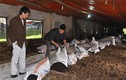 Trang trại lợn rừng sạch “khủng” 12.000 con ở Hà Nội