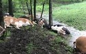 Ngỡ ngàng đàn bò nằm chết la liệt sau cơn bão