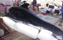 Đau thương lễ an táng cho cá voi dạt vào bờ
