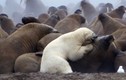 Khốc liệt cuộc chiến giữa gấu trắng Bắc cực và voi biển 