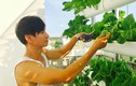 Mướt mắt vườn rau sạch trong biệt thự của các sao Việt 