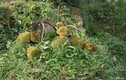 Kỳ lạ cây mít bị chặt vẫn đậu quả ở Nghệ An 