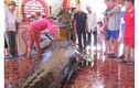 Cá voi mang thai nặng 1 tấn dạt bờ biển Phú Yên