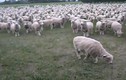 Clip siêu hài hước (P9): Cừu phản đối