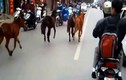 Ngựa điên thả rông đại náo đường phố Hà Nội