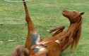 Những chú ngựa siêu hài (4)