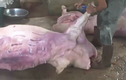 Mua lợn chết bốc mùi về xẻ thịt... đem đi bán
