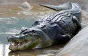 Kinh hoàng phát hiện thi thể người trong bụng cá sấu