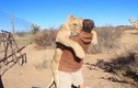 Xúc động sư tử ôm chặt chủ nhân khi được ra khỏi cửa