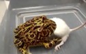 Cận cảnh chú ếch nuốt chửng chuột bạch