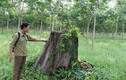 Báo cáo Chính phủ vụ “Ban phát đất rừng cho quan chức”