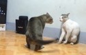 Khoảnh khắc mèo “tung chưởng” trước đối thủ