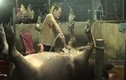 Cận cảnh trâu bò bị bơm nước bẩn trước khi mổ