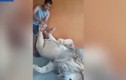 Chú sư tử thích thú vì được mát-xa chân