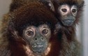 Phát hiện virus lây từ khỉ gây chết người