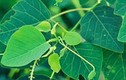 Phát hiện vỏ cây có thể chữa khỏi HIV