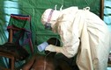 Phát hiện bệnh mới có triệu chứng như Ebola