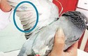 Chim bồ câu mang ký tự Trung Quốc: Công an đang giải mã