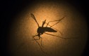Thử nghiệm thành công vacxin ngừa Zika trên động vật