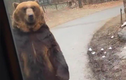 Video: Gấu bị ép đi giống người gây sốc tại Hàn Quốc