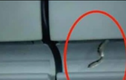 Phát hiện rắn trong hộc hành lý máy bay