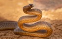 Loài rắn độc có thể đoạt mạng 100 người trong một lần cắn