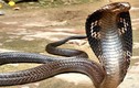 Clip: Bắt được rắn hổ mang chúa khổng lồ dài 3,7m bò đền