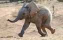 Giải cứu voi con mắc kẹt bằng máy xúc