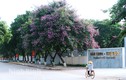 Hoa bằng lăng tím rực rỡ tại Ninh Bình